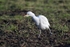 Cattle Egret