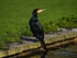 Cormorant