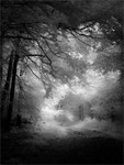 Savernake Walk