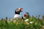 Puffins