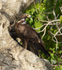 African Harrier-hawk (immature) perched in a tree
