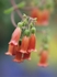 Kalanchoe Zebedi