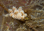 Doto fragilis