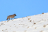 Wolf walking up slope, Yellowstone National Park