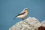Northern Wheatear
