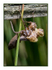 Dragonfly Exuvia 2