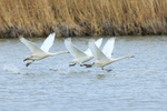 Whooper Swans taking off at Otmoor