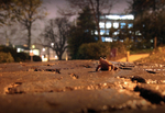 Common frog in Urban Environment