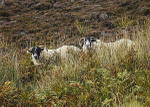 SHEEP MULL OF KINTYRE  SCOTLAND-4800