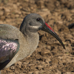 Hadeda (Hadada) Ibis close-up