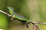 Plumed (Green) Basilisk, Tortuguero National Park, Costa Rica