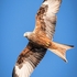 BBR-02-Red Kite