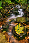 z1465 Bonchurch Stream
