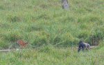 Gorilla and sitatunga