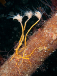 Tubularia larynx