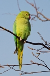 Ring-Necked Parakeet - Psittacula krameri RPNP0690