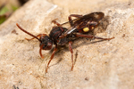 Nomada hirtipes (f)