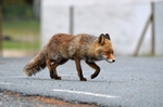 Red Fox
