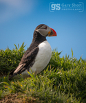 Puffin