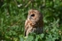 Tawny Owl