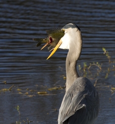 Great Blue Heron _0047
