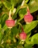 Bilberry Flowers (03)