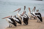 Pelican Group 2