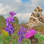In a Butterfly's  World: American Lady - 2