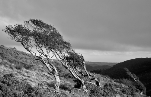 The photogenic trees at Injebreck. Out in the open and at the mercy of the south westerly prevailing wind.