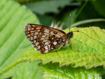 Heath Fritillary