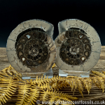 Cut & Polished Whitby Ammonite 035