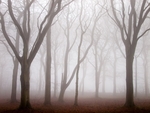 Black Plantation