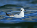 Bonaparte's Gull on water, Farmoor Reservoir
