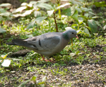 Stock Dove