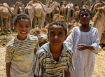 Camel boys
