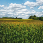 HIGH SUMMER - WATERLOO COUNTY