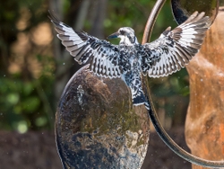 Pied Kingfisher