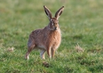 Brown Hare