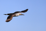 Cape Gannet flying, Mossel Bay, South Africa
