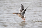 British Birds portfolio