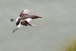 Guillemot on landing approach, RSPB Bempton Cliffs