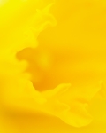 Daffodil