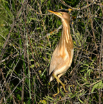 Little Bittern