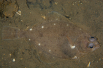 Limanda limanda