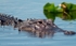 FLR005: American Alligator