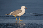 Yellow-legged Gull