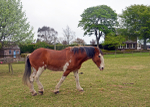 Rachel's Horses 6