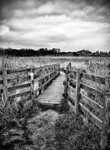 Levington Reed Beds - Suffolk