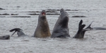 sealionsIMG_0380