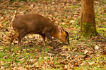 Muntjac Deer - Lackford Lakes
